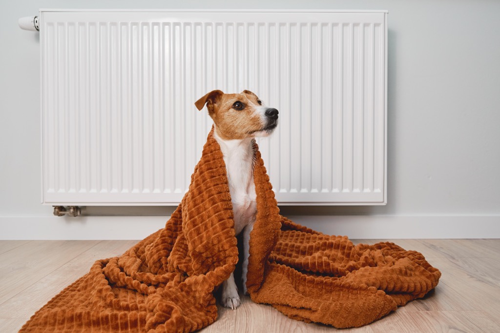 Dog sits in front of radiator - heat pumps vs boilers